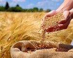 کشاورزان در بلاتکلیفی / قیمت خرید تضمینی گندم کی اعلام می‌شود؟
