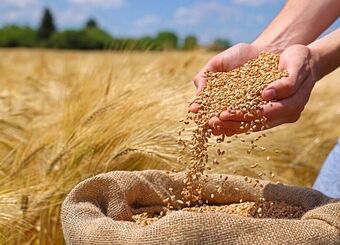کشاورزان در بلاتکلیفی / قیمت خرید تضمینی گندم کی اعلام می‌شود؟
