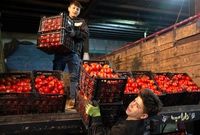 باران نبارید، گو‌جه‌فرنگی 70 هزار تومان شد!