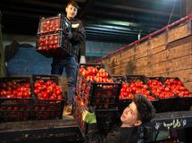 باران نبارید، گو‌جه‌فرنگی 70 هزار تومان شد!