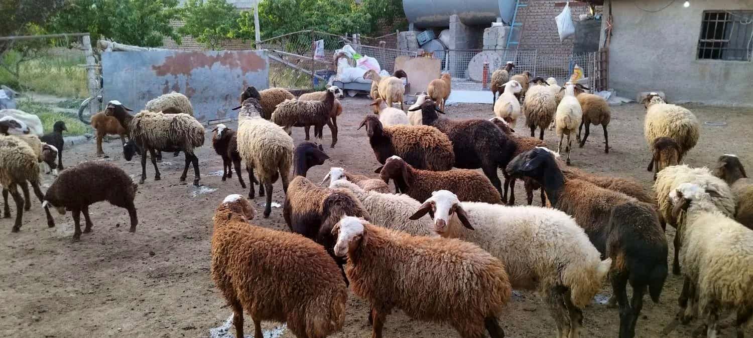 قیمت جدید دام زنده اعلام شد؛ گوسفند، گوساله و گاومیش چند؟