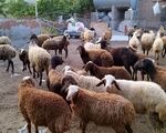 قیمت جدید دام زنده اعلام شد؛ گوسفند، گوساله و گاومیش چند؟