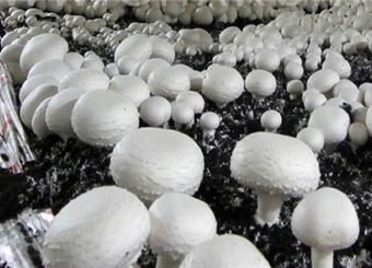 قیمت قارچ بالا رفت
