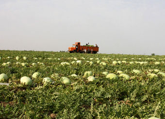 اوج‌گیری برداشت هندوانه پاییزه در جاسک
