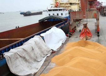 افشای تسلط یک گروه مافیایی بر بازار نهاده‌های دامی
