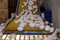 افزایش بی سابقه قیمت تخم مرغ / قیمت یک شانه تخم‌مرغ به ۲۴۵ هزار تومان رسید

