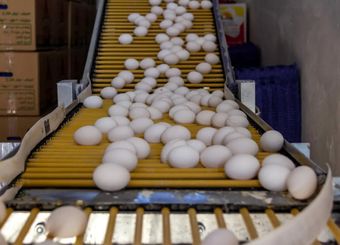 افزایش بی سابقه قیمت تخم مرغ / قیمت یک شانه تخم‌مرغ به ۲۴۵ هزار تومان رسید

