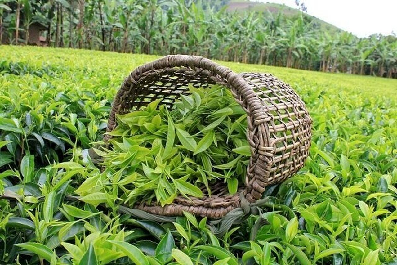 افزایش ۷۲ درصدی قیمت برگ سبز چای در سال جاری
