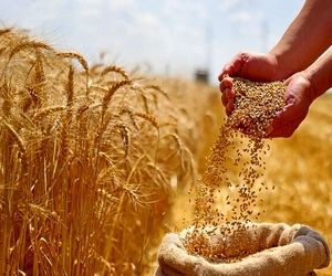 اصلاح قیمت گندم به کجا رسید؟ / کشاورزان منتظر تصمیم نهایی
