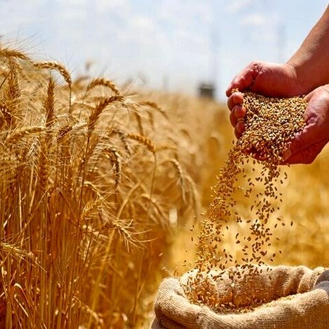 اصلاح قیمت گندم به کجا رسید؟ / کشاورزان منتظر تصمیم نهایی
