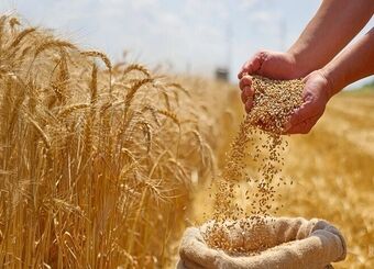 اصلاح قیمت گندم به کجا رسید؟ / کشاورزان منتظر تصمیم نهایی

