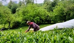 زلزله در بازار / چای ارزان می‌شود؟
