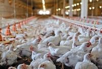 شرایط جدید تحویل نهاده‌های دامی به مرغداران اعلام شد
