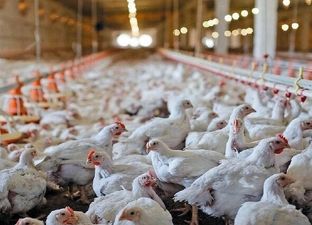 شرایط جدید تحویل نهاده‌های دامی به مرغداران اعلام شد
