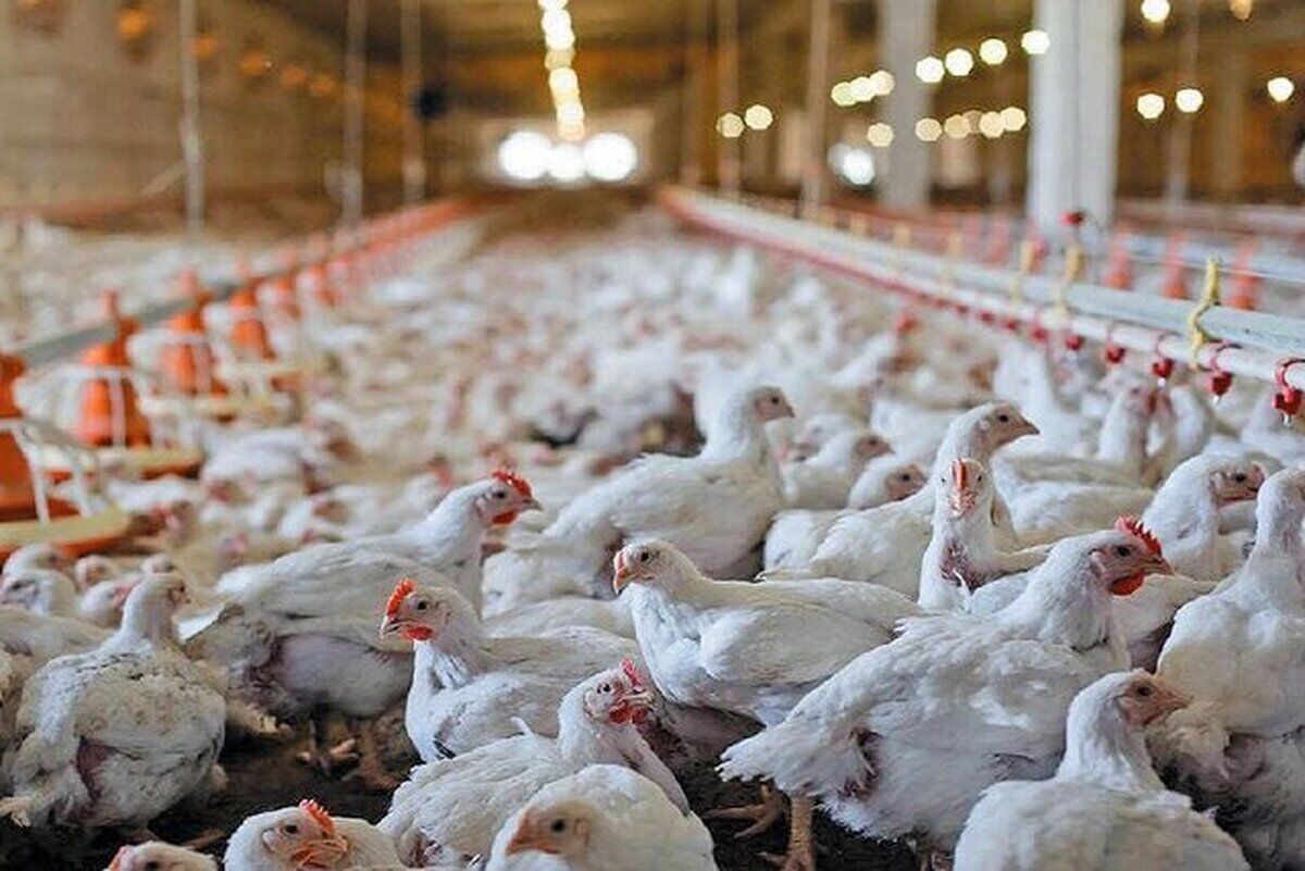 شرایط جدید تحویل نهاده‌های دامی به مرغداران اعلام شد
