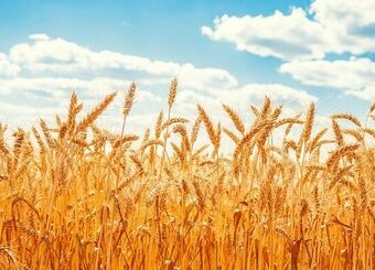 خرید تضمینی گندم بین ۴۷۵۰۰ تا ۴۹۵۰۰ تومان تعیین شد
