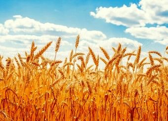 خرید تضمینی گندم بین ۴۷۵۰۰ تا ۴۹۵۰۰ تومان تعیین شد
