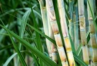 «پیشرفته‌ترین طرح دنیا» در کاهش مصرف آب، با ۶۰درصد صرفه‌جویی