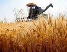 واردات گندم از سر گرفته شد؛ قیمت‌ها پایین می‌آید؟