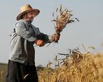 ۷۰ هزار میلیارد تومان طلب گندمکاران تا پایان مهر واریز می‌شود