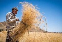 خبر بد برای گندمکاران/ نرخ پیشنهادی برای هر کیلوگرم گندم رد شد

