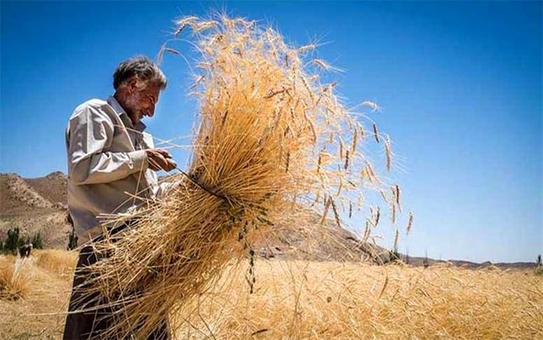 خبر بد برای گندمکاران/ نرخ پیشنهادی برای هر کیلوگرم گندم رد شد
