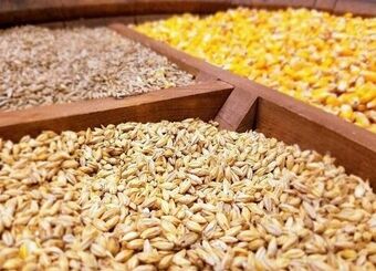 عرضه بیش از ۶۰۰ هزار تن نهاده دامی در بازارگاه
