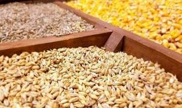 بحران نهاده‌های دامی و سکوت دولت در برابر انحصارگران