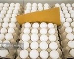 صعود قیمت تخم‌مرغ به ۵۰ هزار تومان