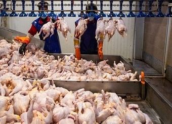 اعلام قیمت‌های نامتعارف گوشت مرغ صحت ندارد