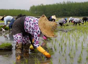 گمرک ایران: ممنوعیت ترخیص برنج در فصل برداشت در سال ۱۴۰۴ لغو شد+ سند
