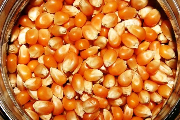 ۹۰هزار تن ذرت در قالب گواهی سپرده کالایی عرضه شد