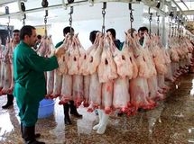 گوشت گران شد؛ مردم منتظر ارزانی نباشند/ دولت از صادرات حمایت نمی‌کند