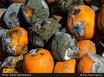 میوه‌های ذخیره شده برای نوروز 95 فاسد شد + عکس