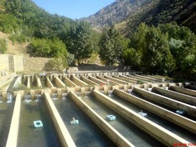 اجرای طرح 3000 تنی پرورش ماهی با تسهیلات 690 میلیاردی