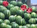 هندوانه در آستانه ماه رمضان گران شد/ هر کیلو هندوانه به 1350 تومان رسید