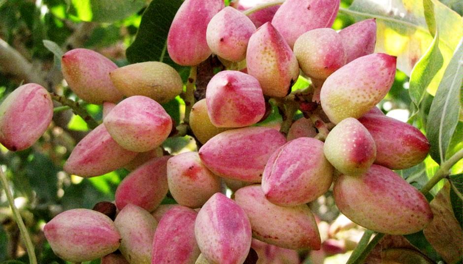 آمریکا دو برابر ایران پسته تولید کرد و بازار را از ما گرفت!/ حمایت دولت آمریکا از پستهکاران
