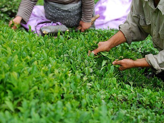 سازمان چای باکارخانه های چایکار بدقول برخورد می کند