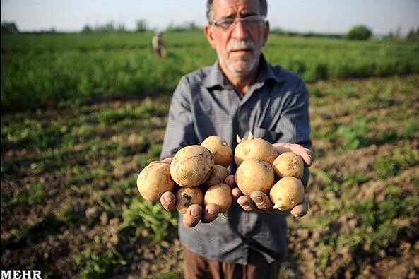 سیب زمینی در میدان میوه و تره بار عرضه نمی‌شود/ قیمت سیب زمینی به 5 هزار تومان رسید/ دلالان سیب زمینی را به قیمت ناچیز از کشاورز می‌خرند و صادر می‌کنند