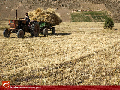 هیچ کشاورزی از نرخ 1600 تومانی خرید گندم راضی نیست/ معلوم نیست عباس کشاورز اطلاعاتش را از کجا می‌آورده؟/ چند روز آینده گوشت هم گران می‌شود