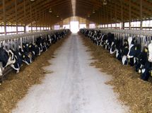 تعطیلی 148 مجتمع دامپروری در سالهای اخیر+ جدول