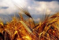 تمهیدات دولت برای خرید تضمینی گندم در سال98 اعلام شد