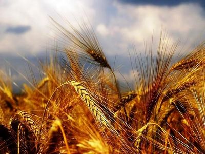 تمهیدات دولت برای خرید تضمینی گندم در سال98 اعلام شد