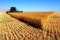 قیمت گندم به بیش از ۱۸۰۰ تومان رسید+ نمودار