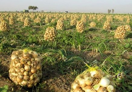 قیمت 5 هزار تومانی پیاز در تهران عجیب است/ محصولمان روی دستمان مانده است، وزارت جهاد کشاورزی کاری نمیکند