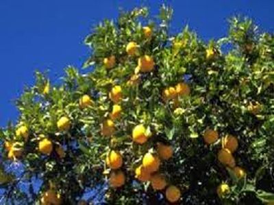 لیموشیرین 3000 تا 5000 تومان قیمت خورد / پیاز 3500 تومان