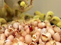 ۲۱ درصد موسسات جوجه‌کشی کشور تعطیل هستند + نمودار