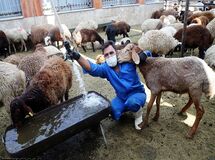 رشد 22 تا 27 درصدی تعداد دام زنده کشور + جدول