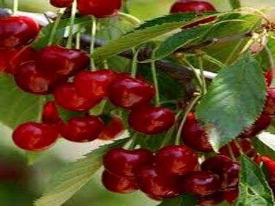 قیمت هر کیلو گیلاس به  ۳۲ هزار تومان رسید