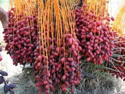 قیمت خرما از یک ماه دیگر کاهش پیدا می‌کند/ صادرات پیاز به عراق دیگر صرفه ندارد